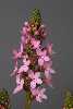 <em>Stylidium graminifolium</em>